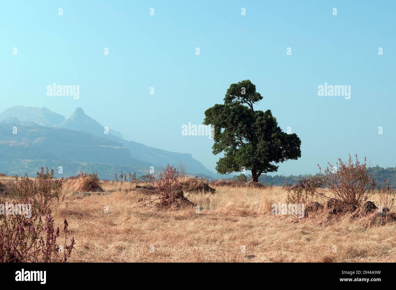 Tree in landscape in Bhandardara Maharashtra India Asia Stock Photo