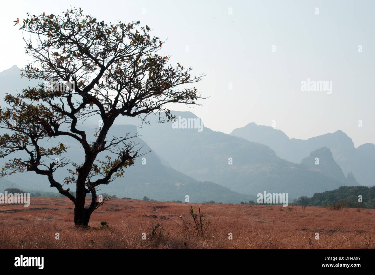 Landscape tree and mountains in Bhandardara Maharashtra India Asia Stock Photo