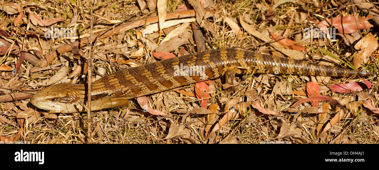 Eastern blue tongue lizard - Tiliqua scincoides - on forest floor in Barakee National Park near Nowendoc NSW Stock Photo