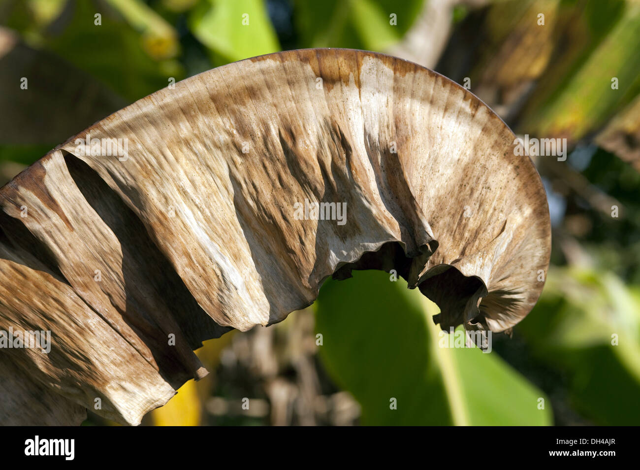 Dried banana leaf Maharashtra India Asia Stock Photo
