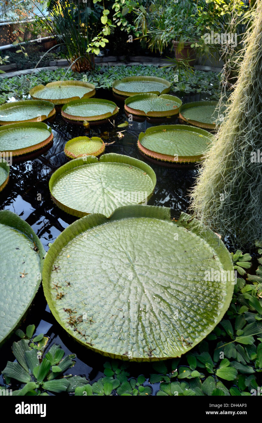 Giant Amazonas Lily Victoria House Botanical Gardens part of Natural History Museum Oslo Norway Stock Photo