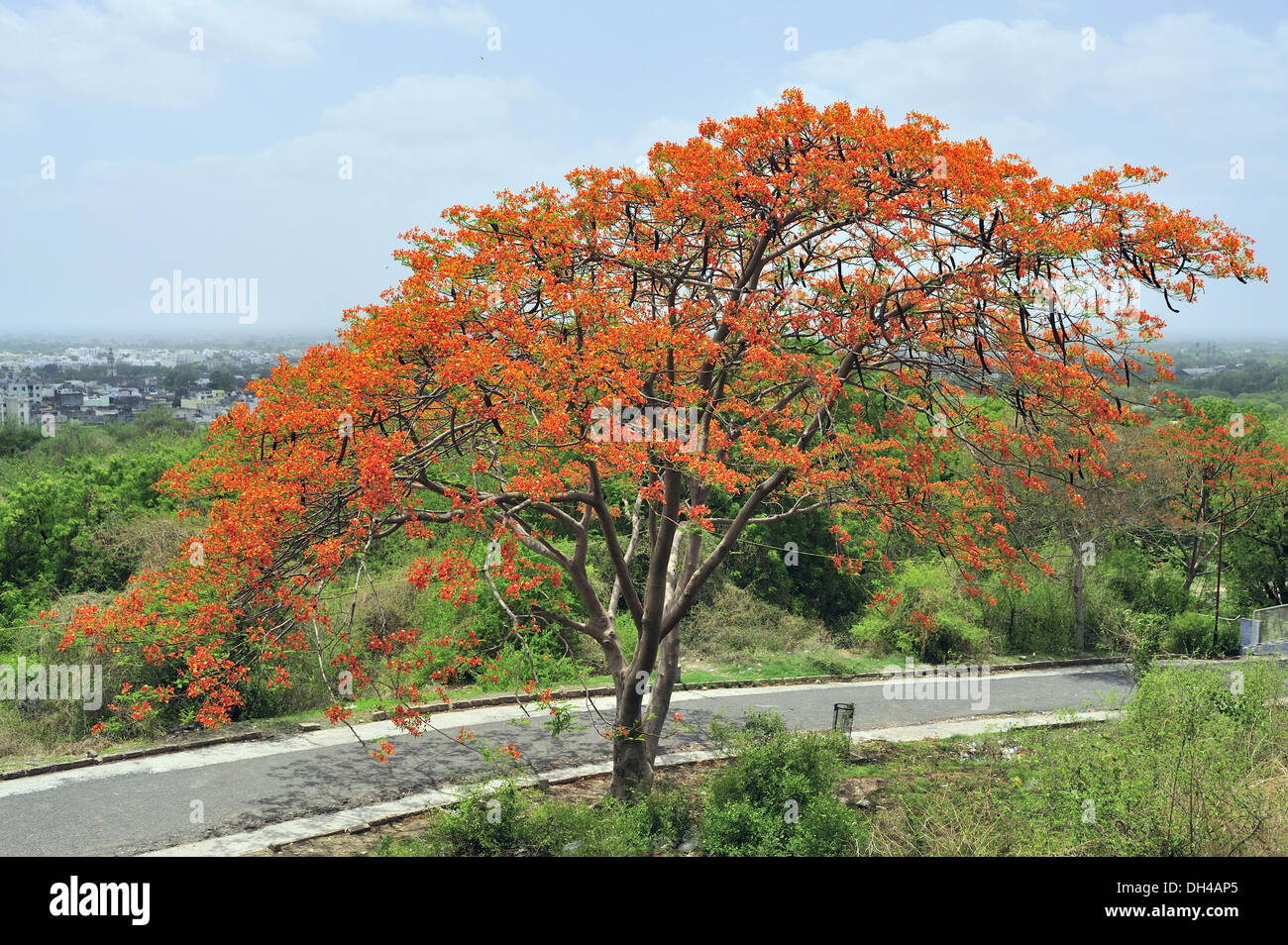 Gulmohar tree gujarat India Asia Stock Photo