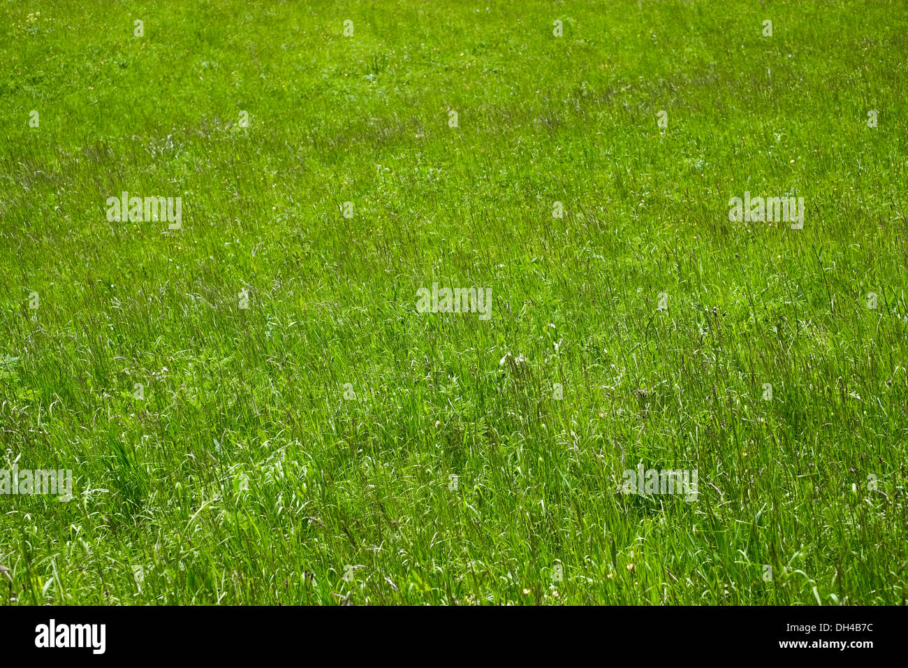 Green grass field Stock Photo