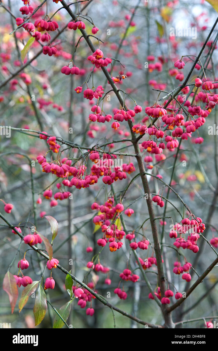 European spindle or common spindle (Euonymus europaeus) on fruits. Gorbeia Natural Park. Basque Country, Spain, Europe. Stock Photo