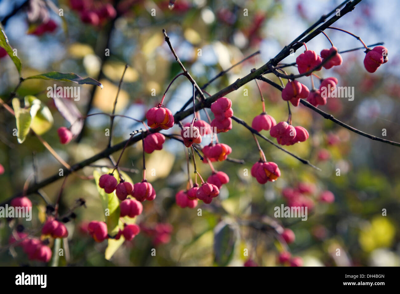 European spindle or common spindle (Euonymus europaeus) on fruits. Gorbeia Natural Park. Basque Country, Spain, Europe. Stock Photo