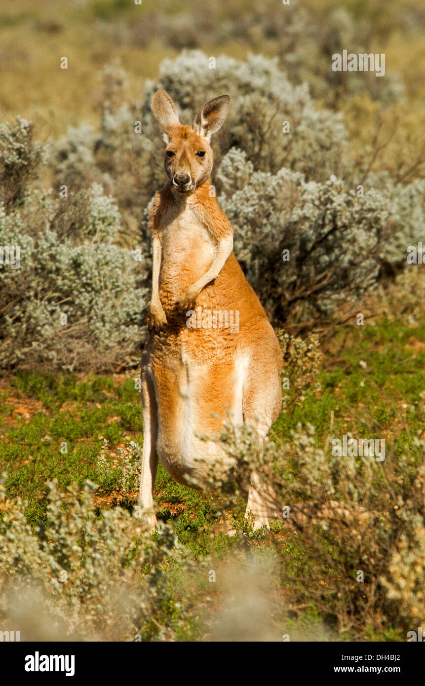 Large female red kangaroo standing among vegetation on remote sheep station in the Australian outback, South Australia Stock Photo