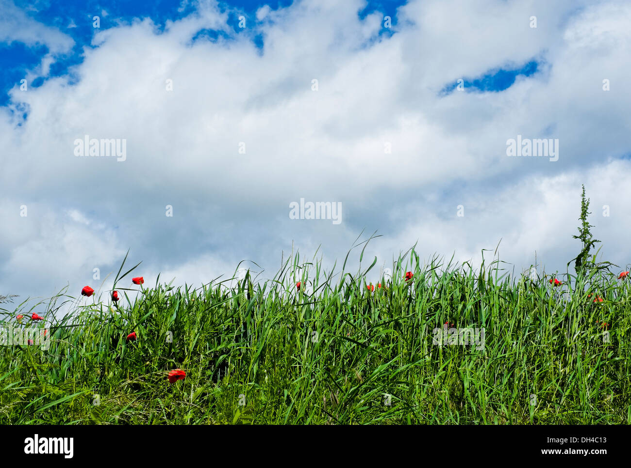 Grass field in countryside with poppy in Val Trebbia, Piacenza, Italy Stock Photo