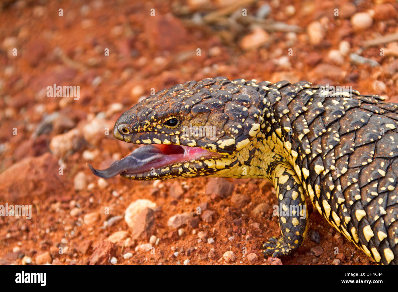 Close up of blue tongue / shingleback lizard in the wild, mouth open, tongue extended in threatening pose in Australian outback Stock Photo