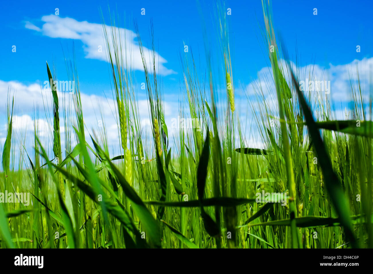Wheat field in spring with blue sky Stock Photo