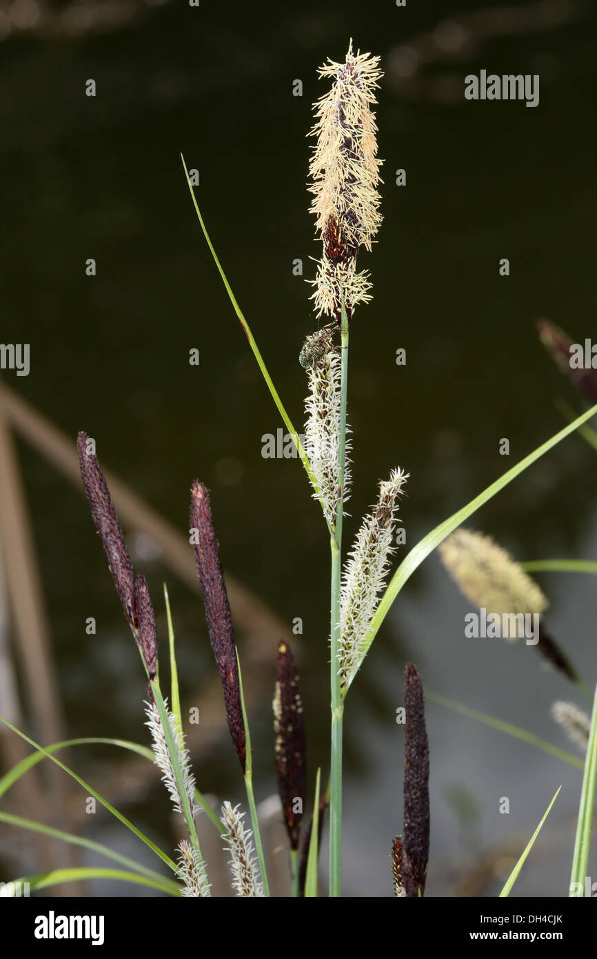 Carex acutiformis, Lesser Pond Sedge Stock Photo