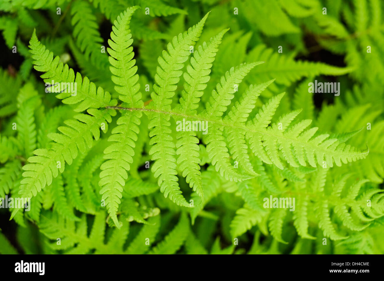 Close up in spring forest hi res stock photography and images Alamy Close up in spring forest hi res stock photography and images Alamy