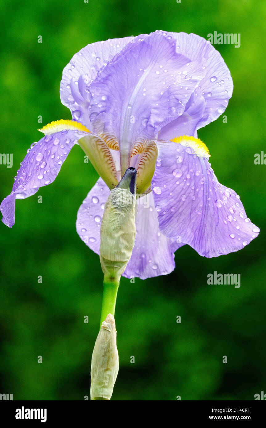 moist open Iris flower Stock Photo Alamy