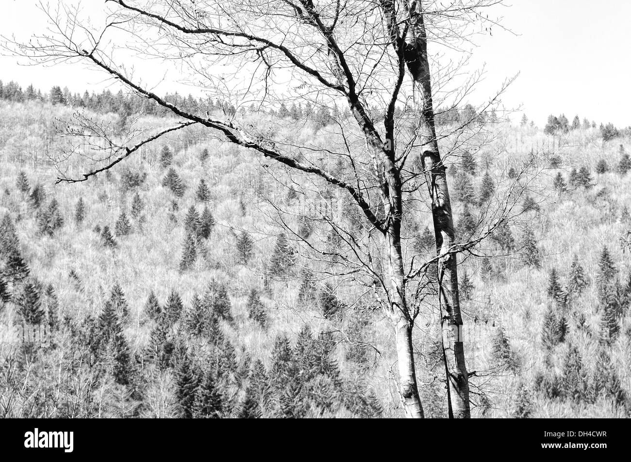 Forest in spring black and white Stock Photo