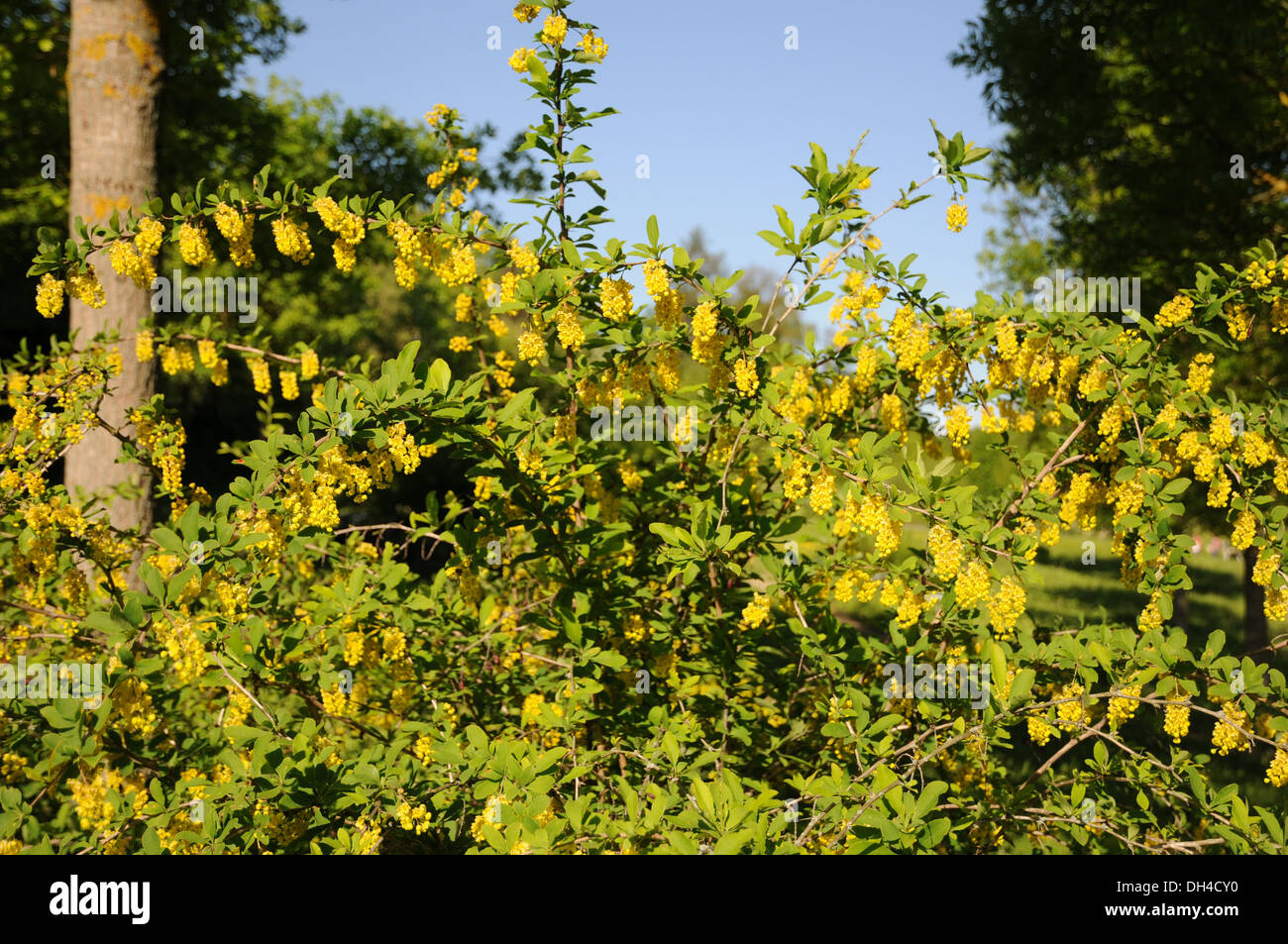 Barberry Stock Photo - Alamy