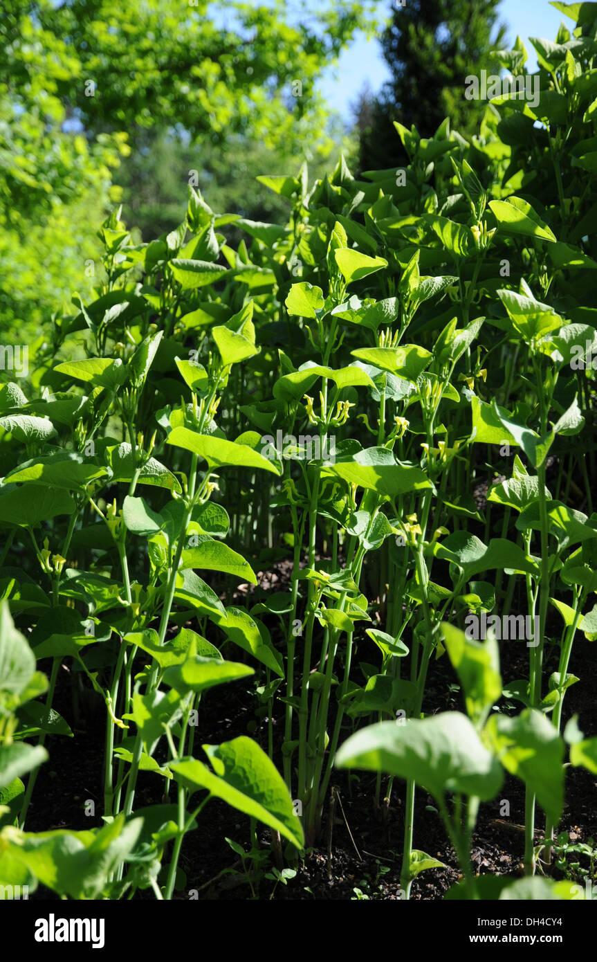 Birthwort Stock Photo
