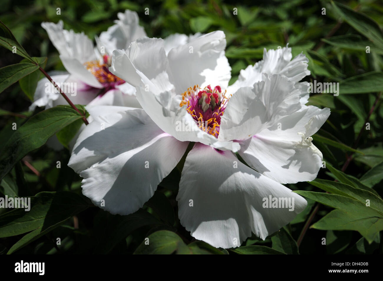 Shrub Peony Stock Photo