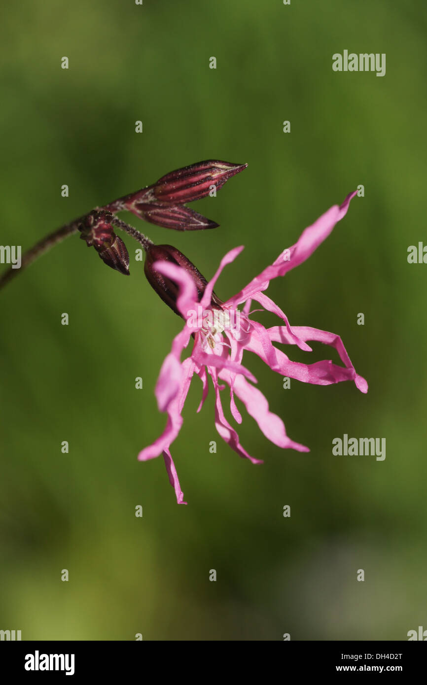 Robin garten hi-res stock photography and images - Alamy