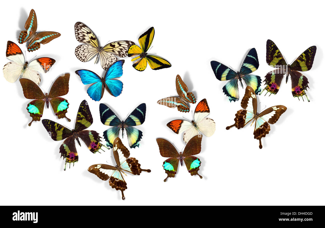 group of a butterflies on white background Stock Photo - Alamy