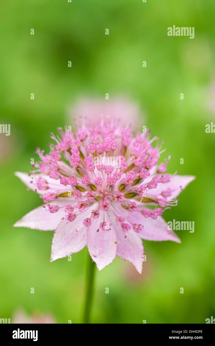 Astrantia maxima flower head with umbel of small flowers surrounded by pale pink bracts. Stock Photo