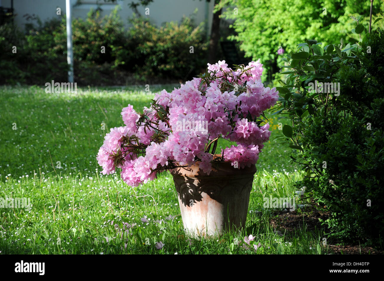 Rhododendron pot hi-res stock photography and images - Alamy