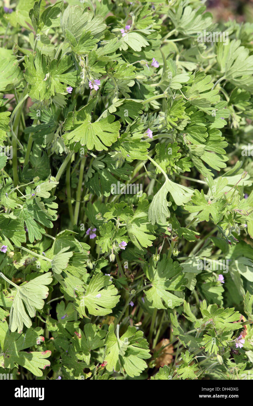 Geranium pusillum, small-flowered cranesbill Stock Photo