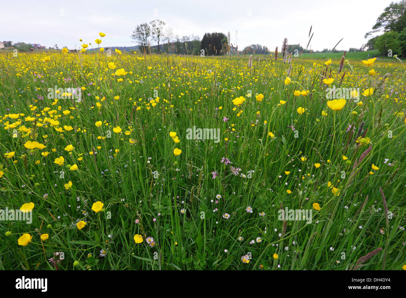 Meadow with Tall Buttercup, Ranunculus acris Stock Photo