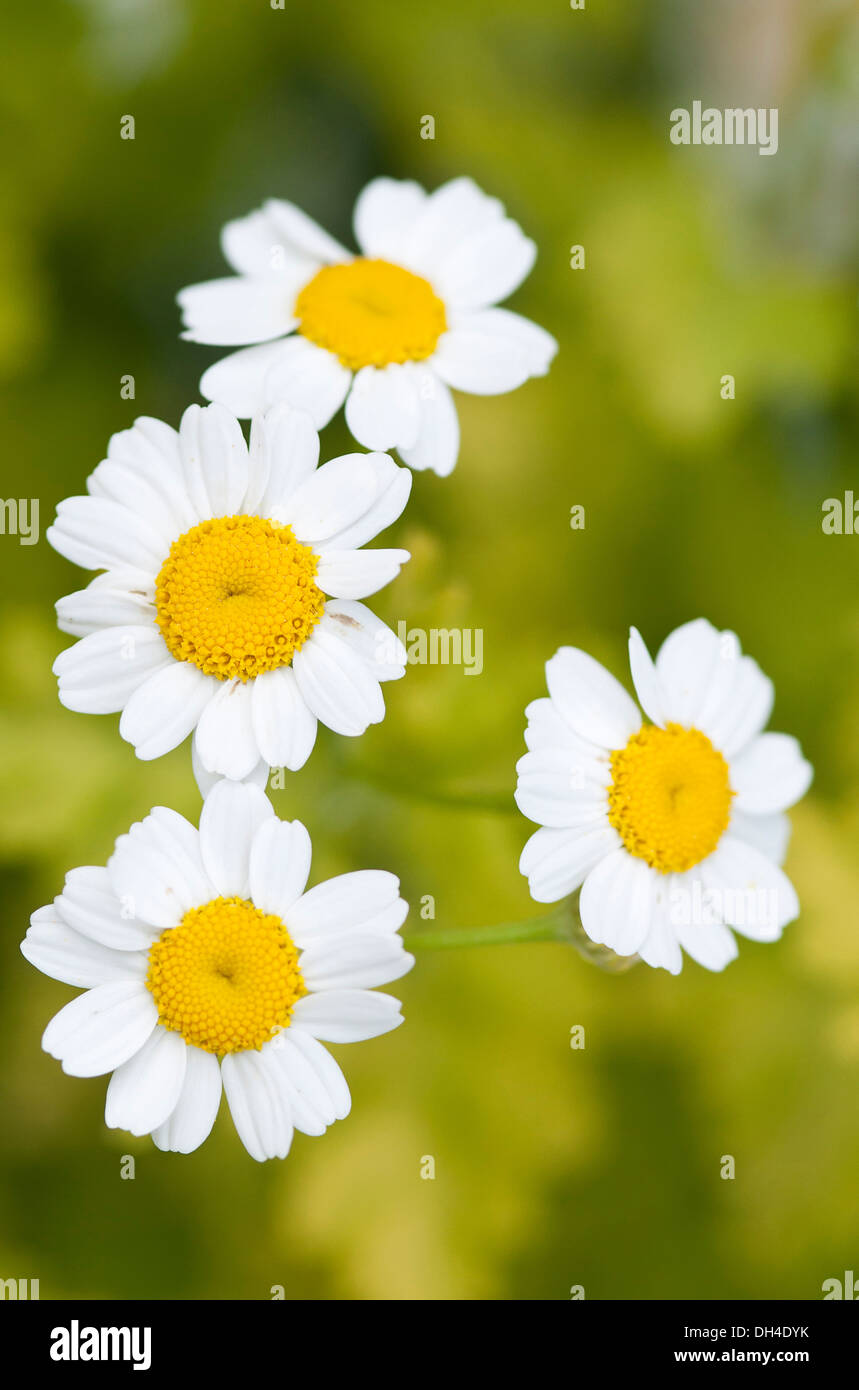 Daisy-like flowers of Feverfew, Tanacetum parthenium Stock Photo