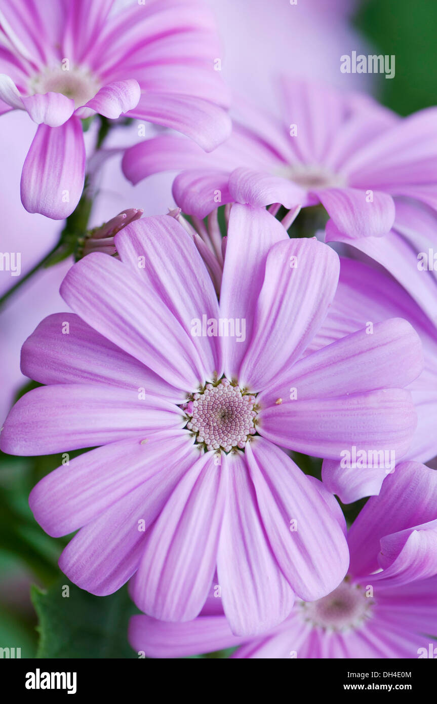 Pale purple, daisy-like flowers of Cineraria, Pericallis x hybrida. Stock Photo
