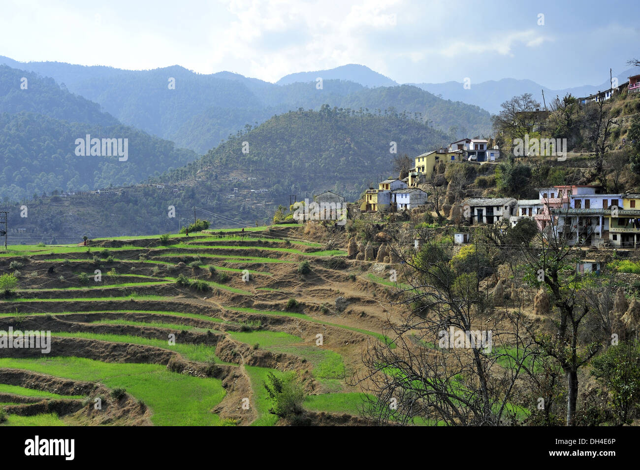 Terrace farming and bijuriya village bageshwar uttarakhand India Asia Stock Photo