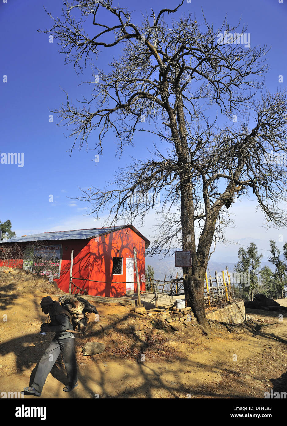 House and leafless tree at chaukori pithoragarh uttarakhand India Asia