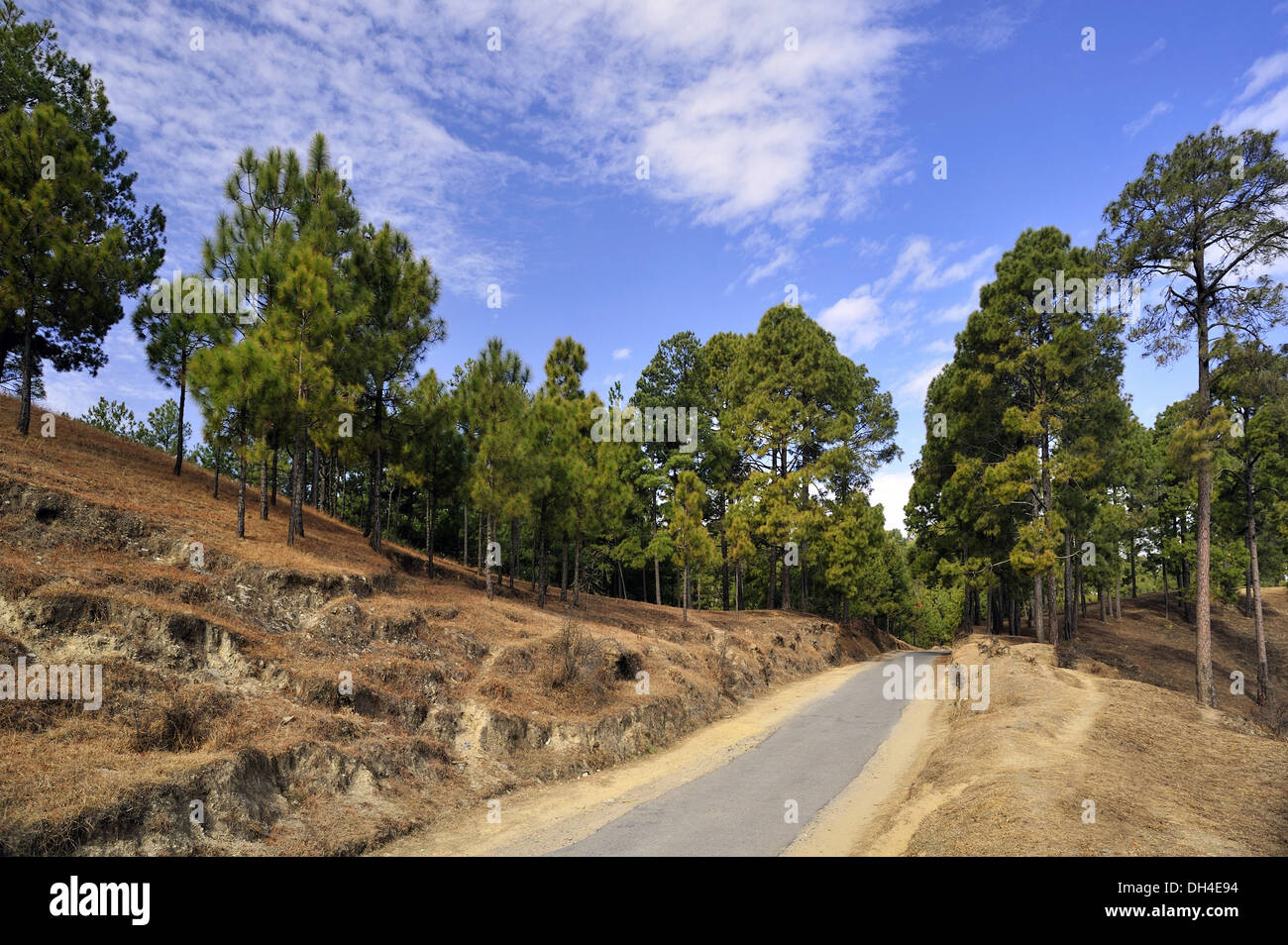 Pine trees on road at ranikhet almora uttarakhand India Asia Stock Photo