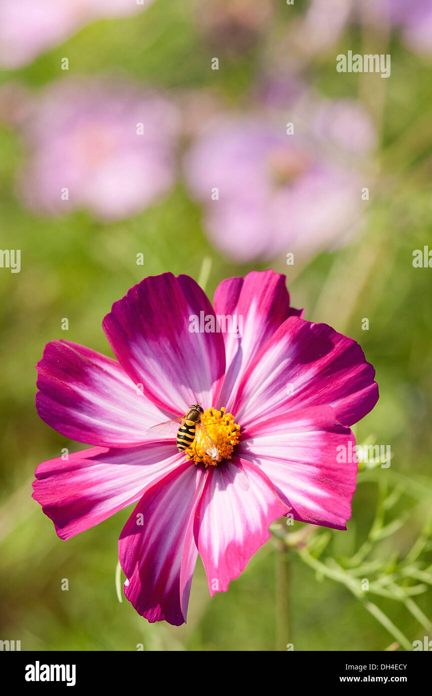 Single saucershaped flower of Cosmos bipinnatus Sensation Picotee with