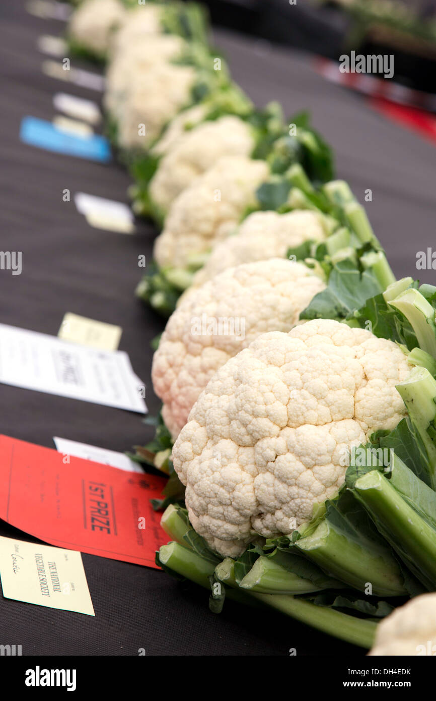 Colliflowers on display at vegetable show competition, England, UK Stock Photo