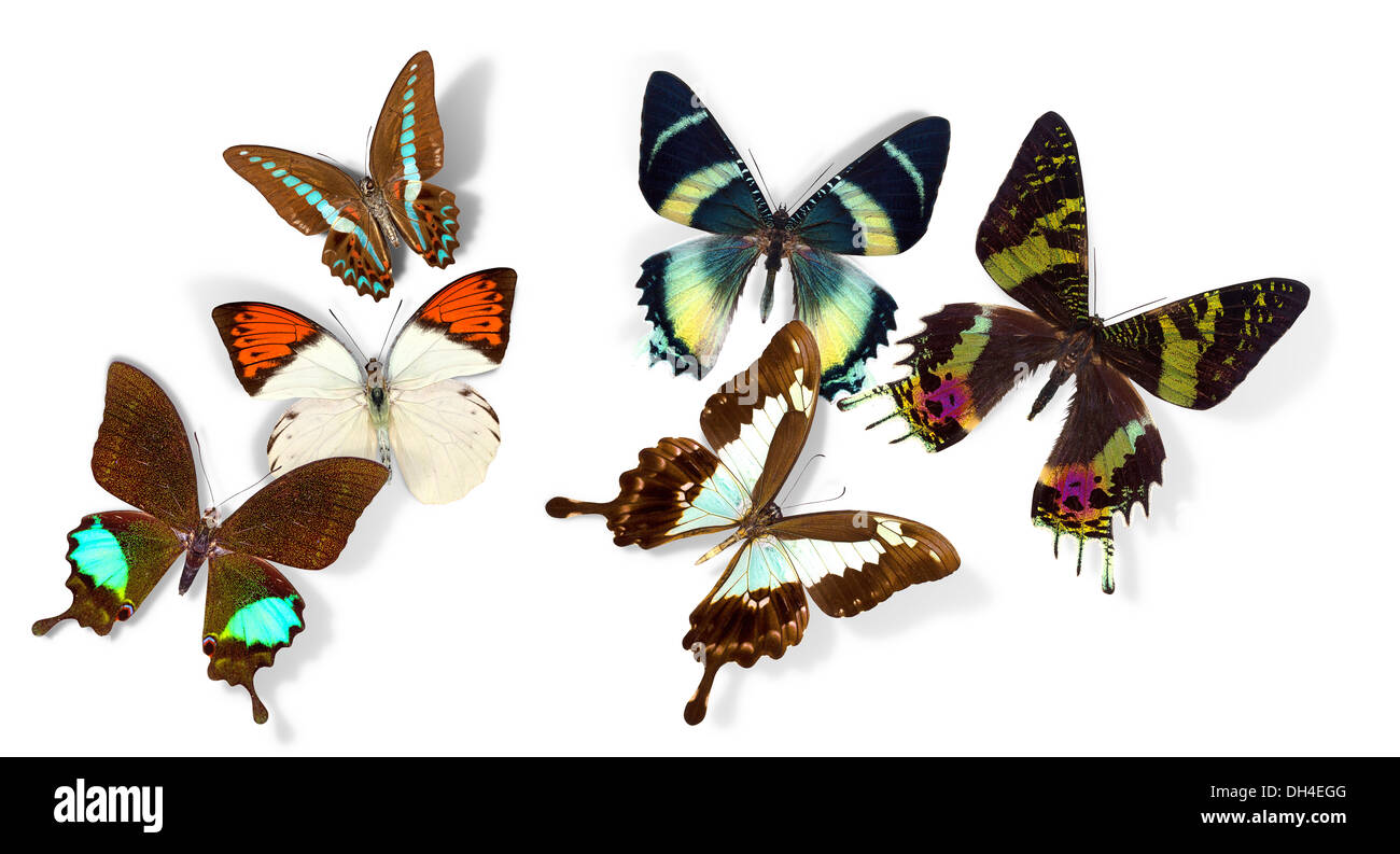 group of a butterflies on white background Stock Photo - Alamy