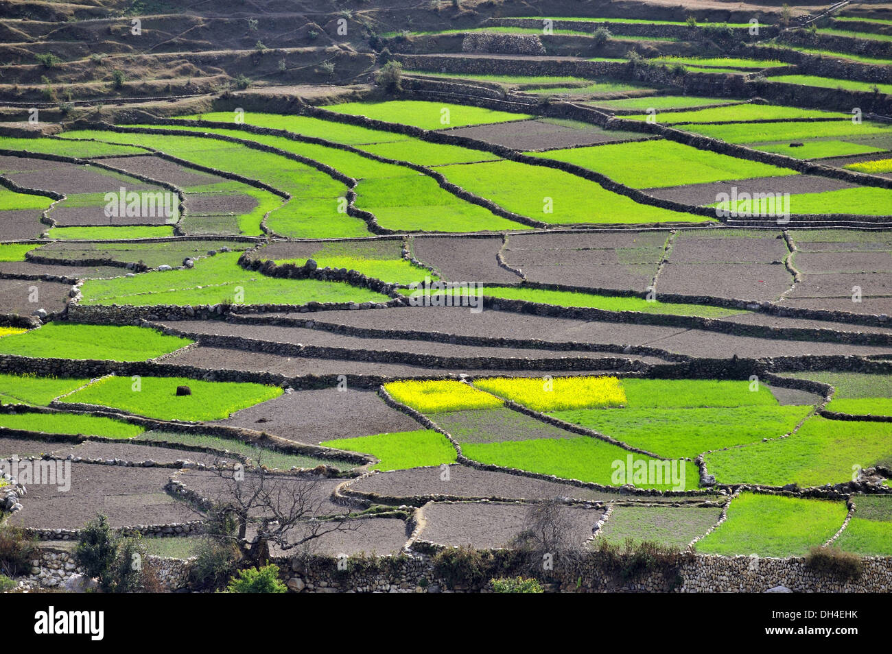 Terrace farming at kausani bageshwar uttarakhand India Asia Stock Photo