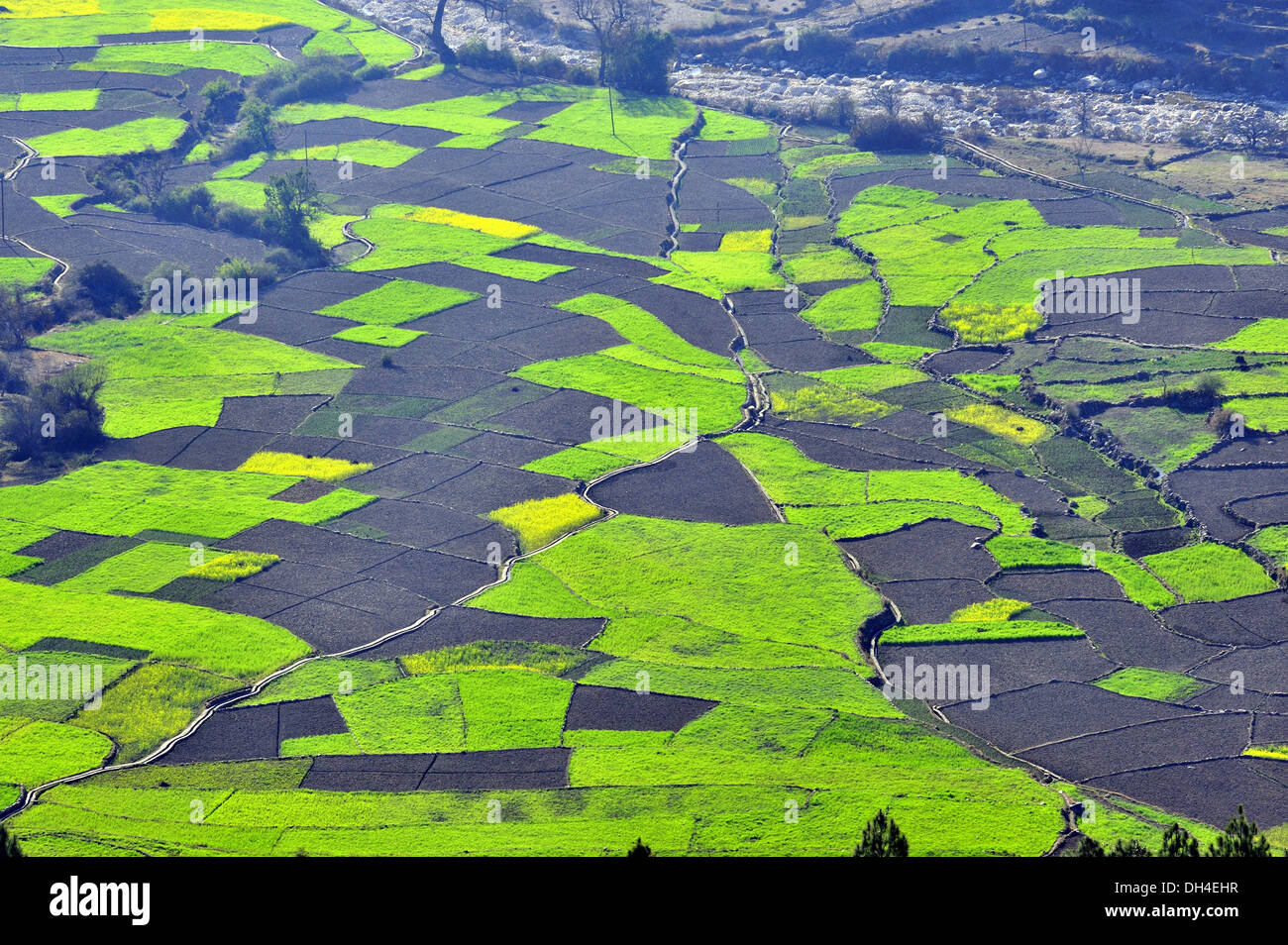 Wheat farms at kausani bageshwar uttarakhand India Asia Stock Photo