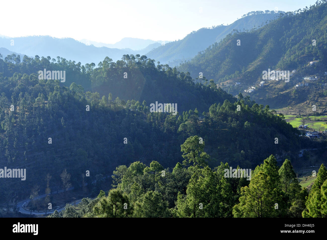 Verdant forest at kausani bageshwar uttarakhand India Asia Stock Photo