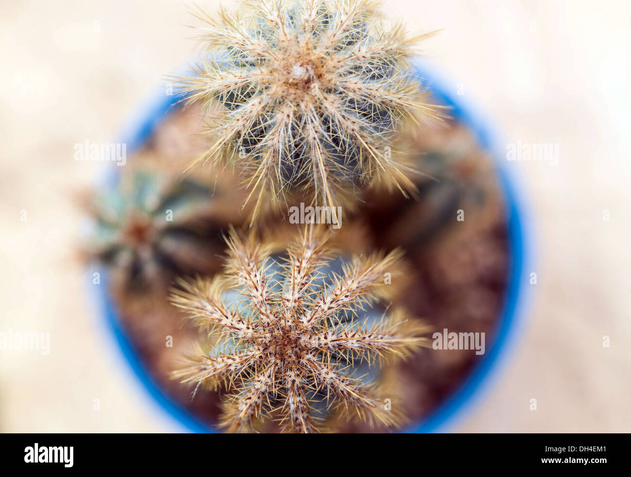 high angle view of prickly cacti plants in a pot Stock Photo