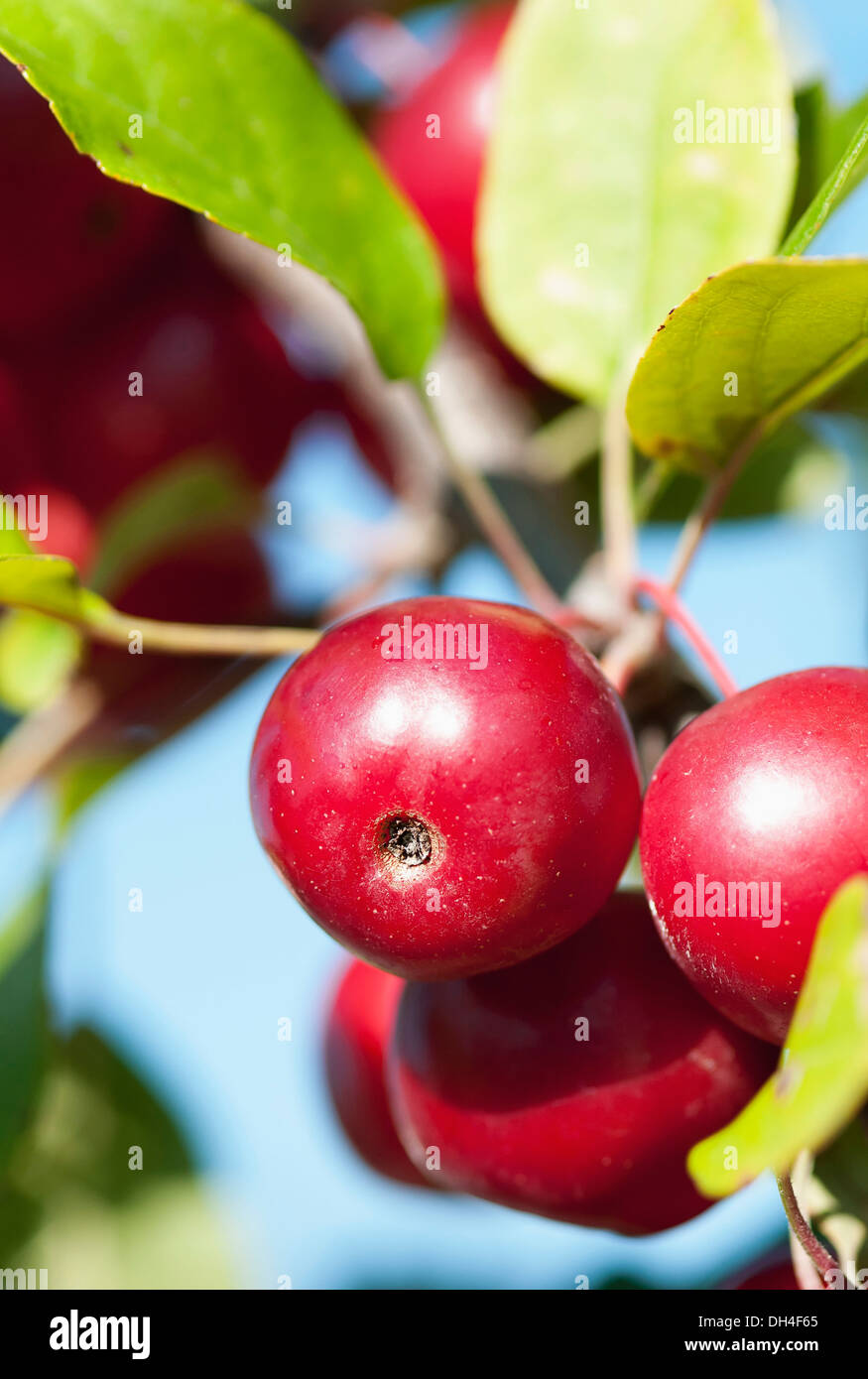 Cluster of shiny, red fruit of Carmine crab apple, Malus x atrosanguinea Gorgeous. Stock Photo