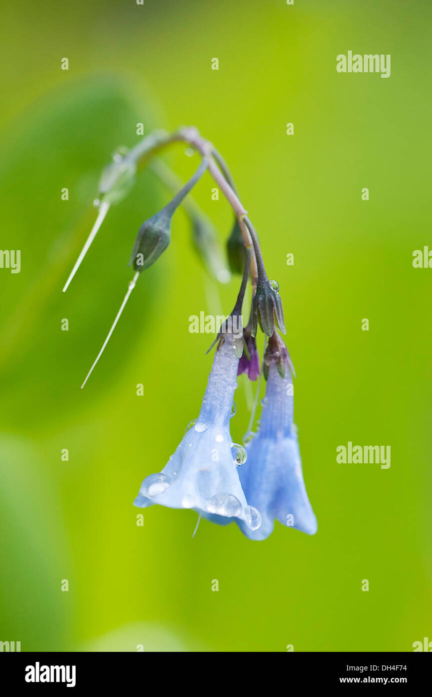 Blue, funnel-shaped, pendent flowers of Virginia Bluebell, Mertensia virginica with water droplets on petals. Stock Photo