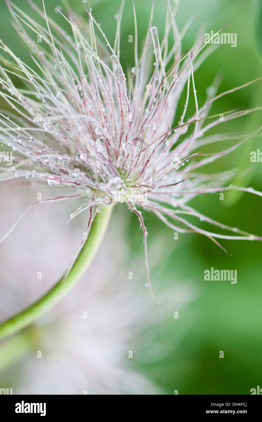 Feathery seed head of Pasque flower, Pulsatilla vulgaris with water droplets collecting on individual tendrils. Stock Photo