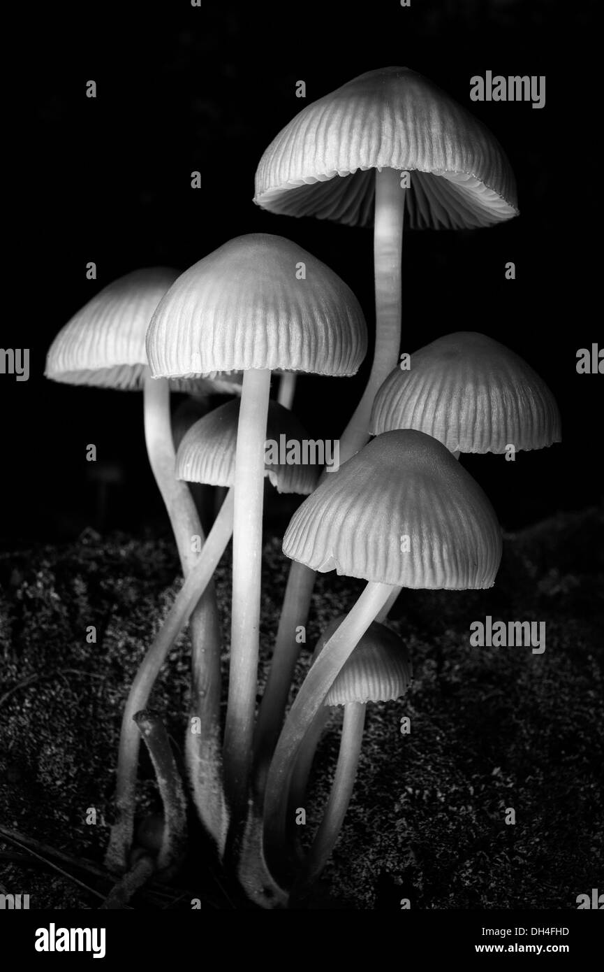 Magical mushrooms Stock Photo