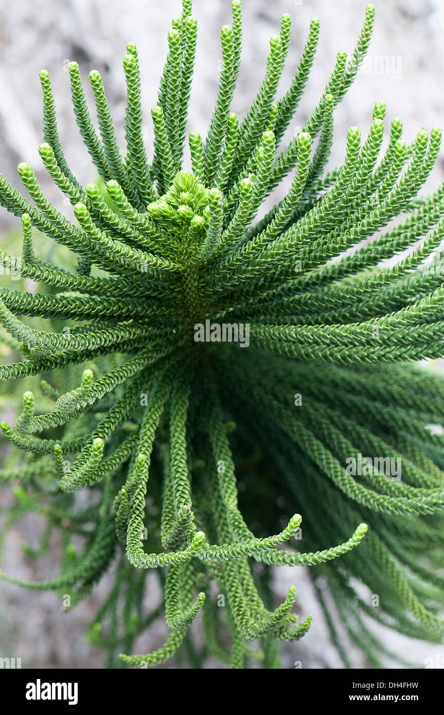 New caledonian pine Araucaria columnaris. Close view of multiple cord-like branchlets covered in pointed overlapping scale-like Stock Photo