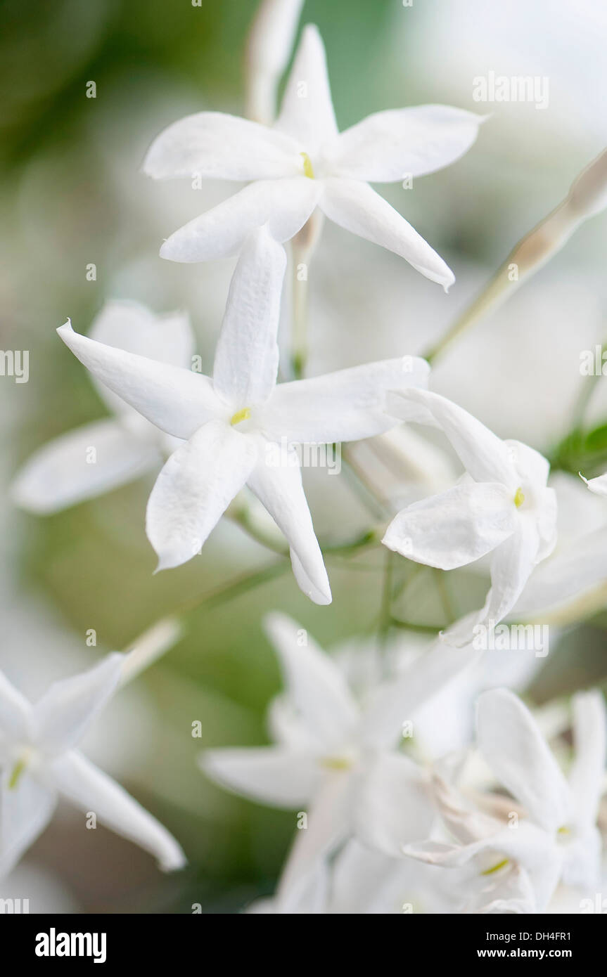 Jasmine. Close view of white flowers of Jasminum polyanthum. Stock Photo