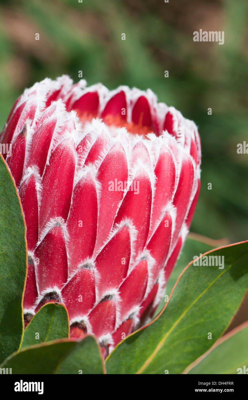 Protea cynaroides. Single flower head part open and surrounded by layered, pink bracts with soft, white, feathery edges. Stock Photo