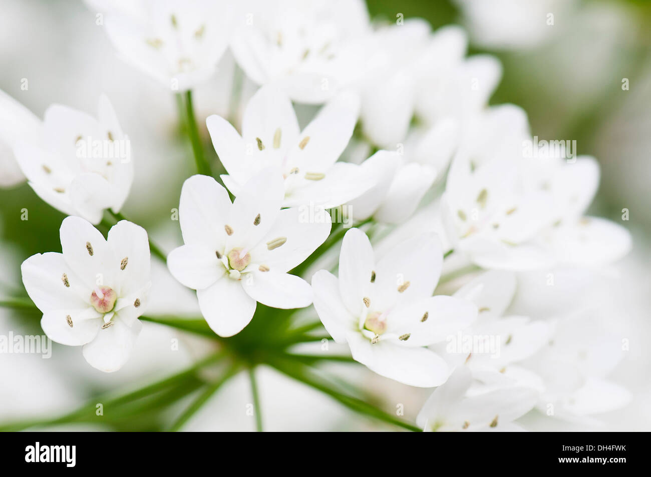 Star-of-Bethlehem, Ornithogalum thyrsoides. Close view of clustered, white, star-shaped flowers. Stock Photo