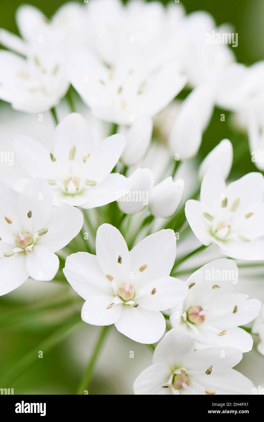 Star-of-Bethlehem, Ornithogalum thyrsoides. Close view of clustered, white, star-shaped flowers. Stock Photo