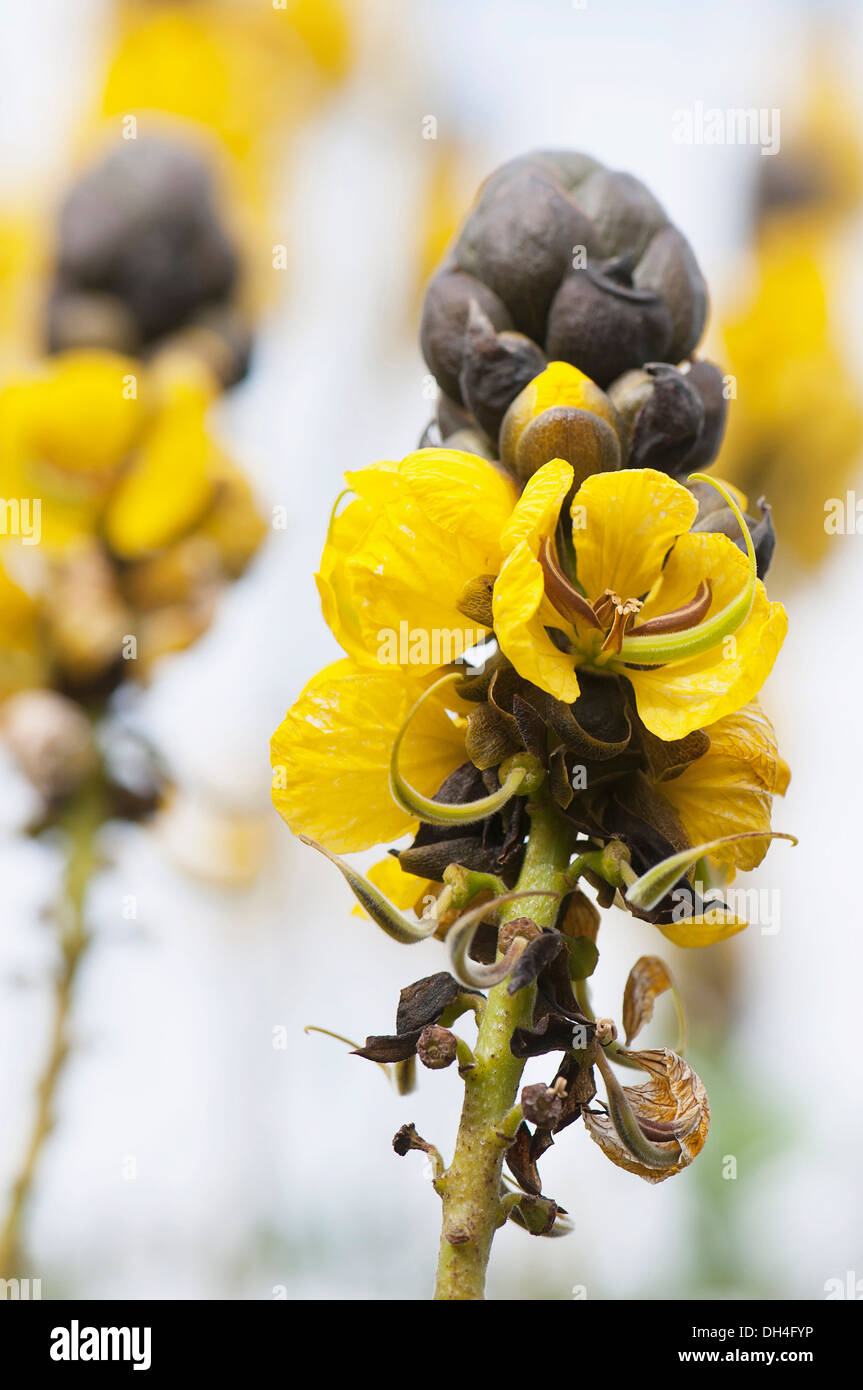 Popcorn bush, Senna didymobotrya. Spikes of yellow flowers opening from dark, blackish brown buds. Stock Photo