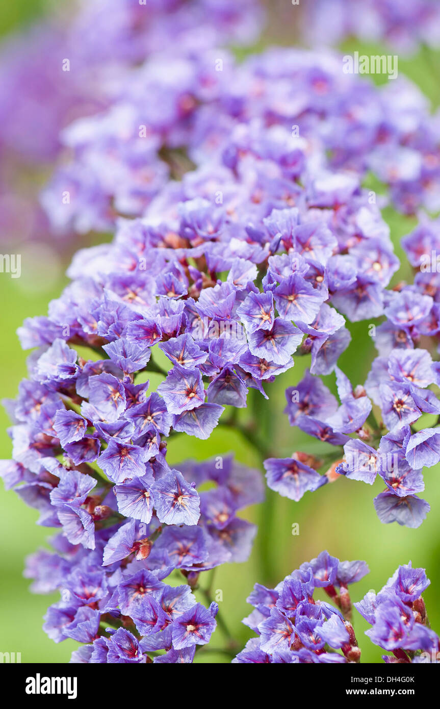 Sea lavender, Limonium sinuatum. Close cropped view of flower head with clustered, small purple, blue flowers. Stock Photo