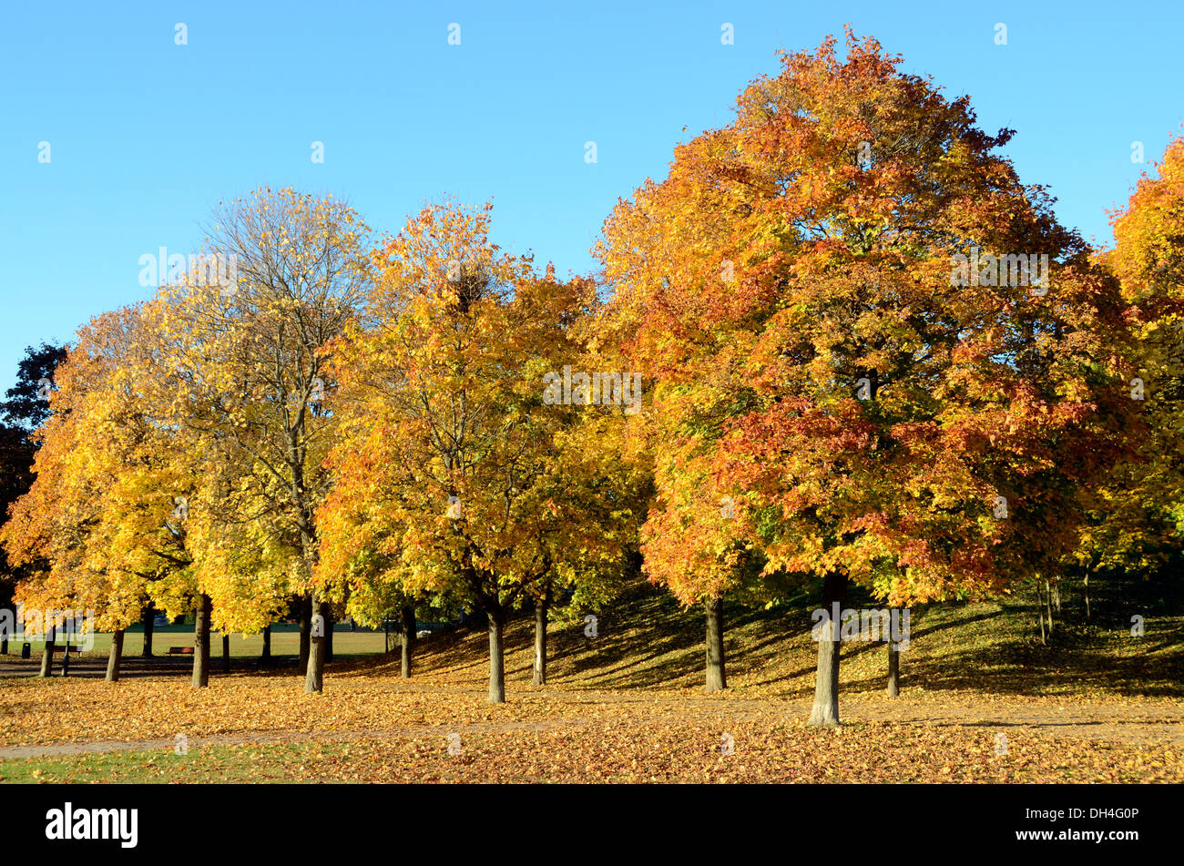 Autumn colours on trees in Frogner Park, home to Vigeland Sculpture Park, Oslo, Norway Stock Photo